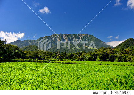 中国地方・大山隠岐国立公園・大山町の小麦畑と大山、百名山の美しい風景・鳥取県大山町(1) 124946985