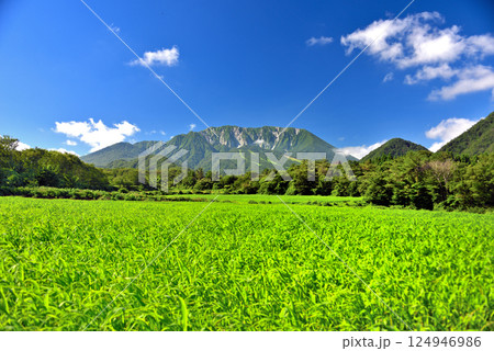 中国地方・大山隠岐国立公園・大山町の小麦畑と大山、百名山の美しい風景・鳥取県大山町(2) 124946986