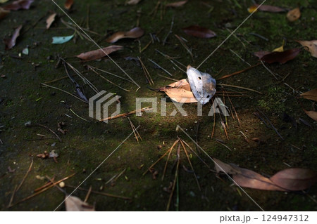 鳥取　四季の散歩　青島　 124947312