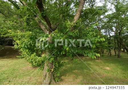 鳥取　四季の散歩　青島　 124947335