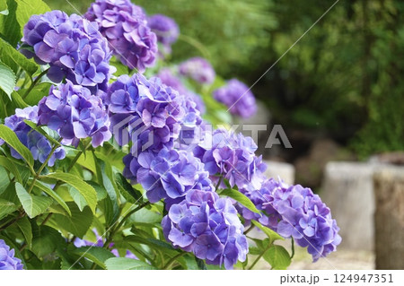 紫色の紫陽花 124947351