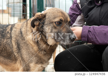 Dog in animal shelter. Homeless sad dog in a cage. Dog in animal shelter. Homeless sad dog in a cage. 124947436