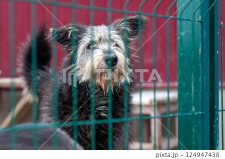 Dog in animal shelter. Homeless sad dog in a cage. 124947438