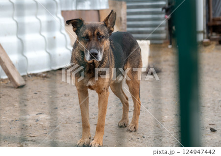 Dog in animal shelter. Homeless sad dog in a cage. Dog in animal shelter. Homeless sad dog in a cage. 124947442