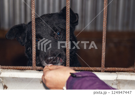 Dog in animal shelter. Volunteer feeds a homeless dog at a shelter. 124947447