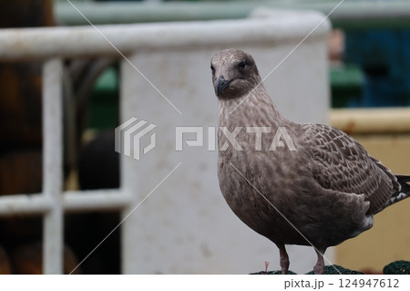 カモメ 124947612