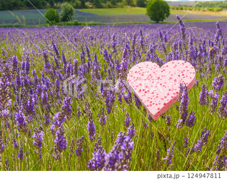 Lavender field and heart shaped pink sponge. Spa aromatherapy and cosmetology. Lavender field and heart shaped pink sponge. Spa aromatherapy and cosmetology. 124947811