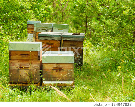 Bee hives in green forest. Beekeeping. Bee hives in green forest. Beekeeping. 124947828