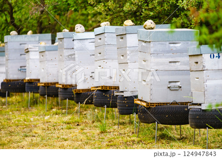 Bee hives in green nature. Beekeeping. Bee hives in green nature. Beekeeping. 124947843