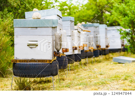Bee hives in green nature. Beekeeping. Bee hives in green nature. Beekeeping. 124947844