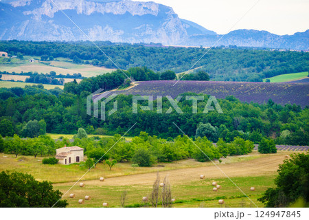 Provence landscape with lavender fields, France Provence landscape with lavender fields, France 124947845