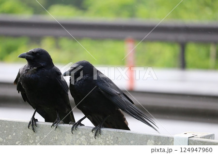カラス カラス 124947960