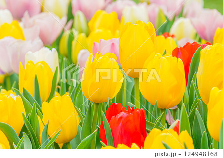 色鮮やかな黄色と赤のチューリップ畑　春を彩る花の風景と背景素材 124948168