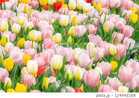 カラフルなチューリップ 124948169