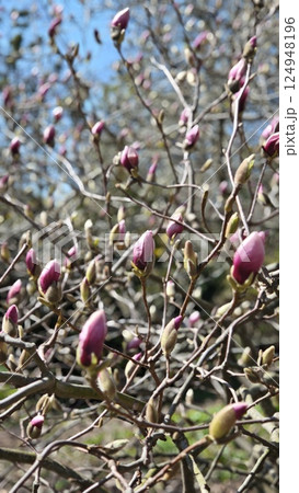 Pink magnolia buds on tangled branches 124948196