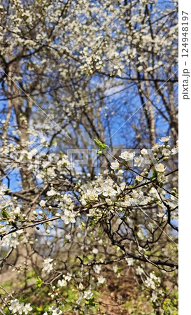 White cherry blossoms blooming on thin branches White cherry blossoms blooming on thin branches 124948197