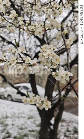 Cherry tree branches full of white blossoms 124948203