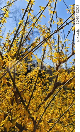 Yellow forsythia branches in full bloom Yellow forsythia branches in full bloom 124948208