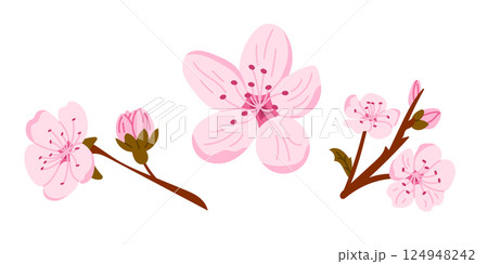 Pink cherry blossoms and buds flat style 124948242