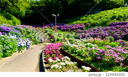 満開の紫陽花が咲き誇る あじさいガーデン 満開の紫陽花が咲き誇る あじさいガーデン 124948305