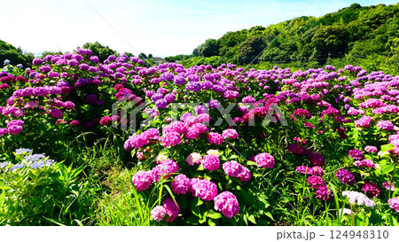 形原温泉 あじさいの里 満開の紫陽花 124948310