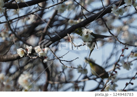 早春の梅の花とメジロ 早春の梅の花とメジロ 124948783