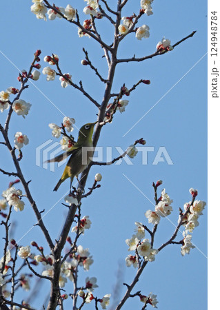 早春の白梅の花とメジロ 早春の白梅の花とメジロ 124948784