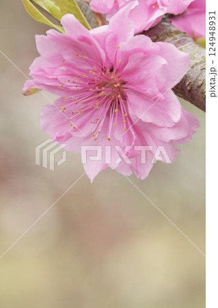 ピンクのかわいい桃の花 春の風景 ピンクのかわいい桃の花 春の風景 124948931