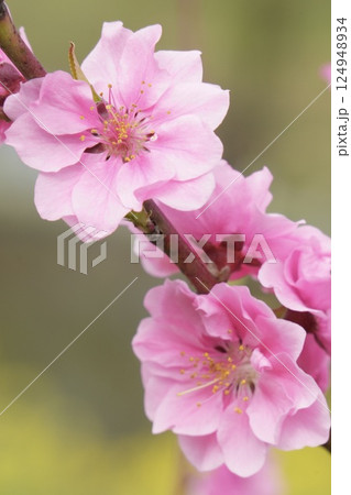ピンクのキレイな花桃　春の風景 124948934