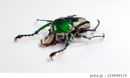 Ranzania splendens displays vibrant green colors and distinctive stripes, captured in detail as it remains still on a plain surface. 124949114