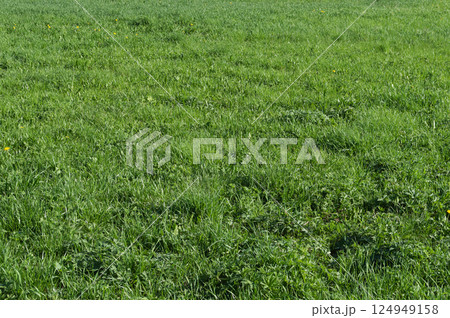Green grass background Green grass background 124949158