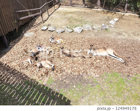 ワラビー親子の日光浴 動物園／ 写真 124949178