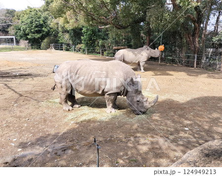 犀の朝食 動物園/ 写真 犀の朝食 動物園/ 写真 124949213