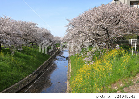 春の佐保川の桜 ( 奈良県 奈良市 ) 124949343