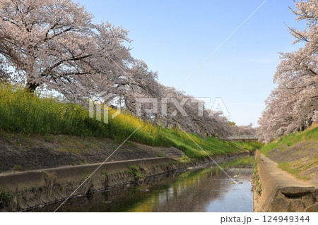 春の佐保川の桜 ( 奈良県 奈良市 ) 124949344