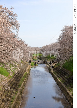 春の佐保川の桜 ( 奈良県 奈良市 ) 春の佐保川の桜 ( 奈良県 奈良市 ) 124949355