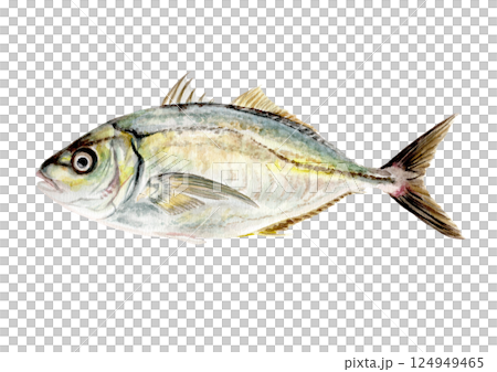 シマアジの手描き水彩画 124949465