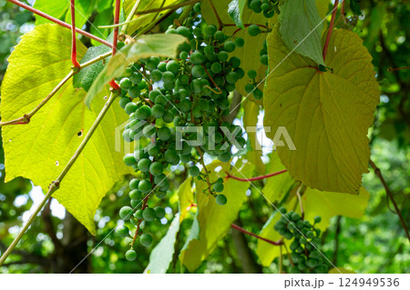 熟す前のまだ青い夏のヤマブドウの果実 124949536