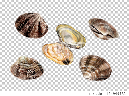 手繪水彩畫的蛤蜊 124949582