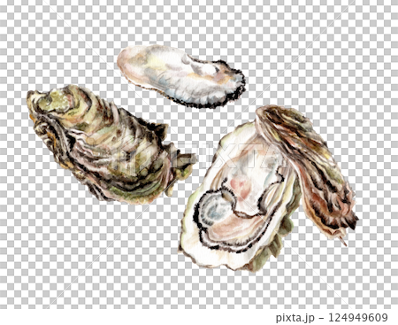 カキの手描き水彩画 カキの手描き水彩画 124949609