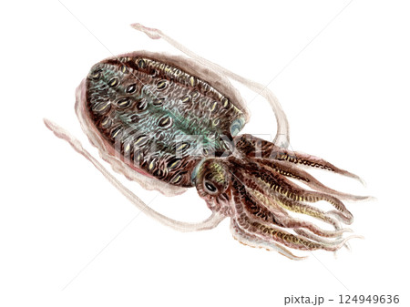 カミナリイカ・モンゴウイカの手描き水彩画 カミナリイカ・モンゴウイカの手描き水彩画 124949636