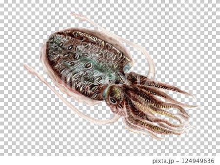 カミナリイカ・モンゴウイカの手描き水彩画 カミナリイカ・モンゴウイカの手描き水彩画 124949636