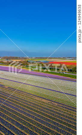 A top-down aerial view of a colorful flower field with neatly arranged rows, a curved rural road, a canal, and a highway with moving cars casting long morning shadows. Peaceful spring scene. A top-down aerial view of a colorful flower field with neatly arranged rows, a curved rural road, a canal, and a highway with moving cars casting long morning shadows. Peaceful spring scene. 124949638