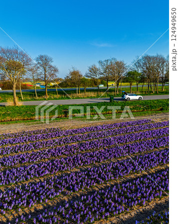 A top-down aerial view of a colorful flower field with neatly arranged rows, a curved rural road, a canal, and a highway with moving cars casting long morning shadows. Peaceful spring scene. 124949650