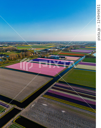 Aerial view of vibrant tulip fields in full bloom, arranged in colorful rows divided by narrow canals, stretching across the Dutch countryside under a bright blue sky. 124949651