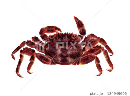 ショウジンガニの手描き水彩画 124949696