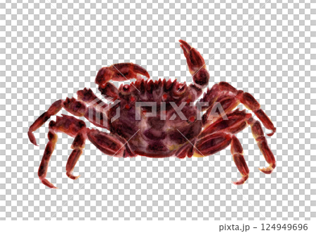 ショウジンガニの手描き水彩画 124949696