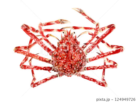 タカアシガニの手描き水彩画 124949726
