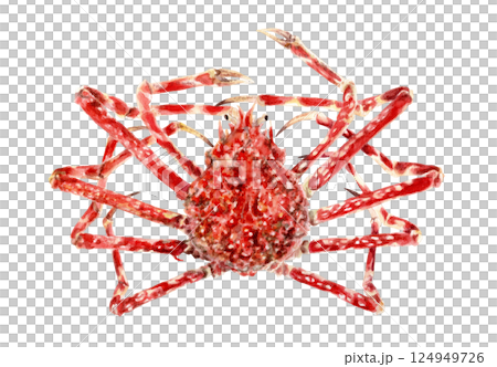 Hand-drawn watercolor painting of spider crab 124949726