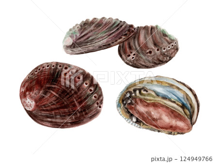 トコブシの手描き水彩画 124949766